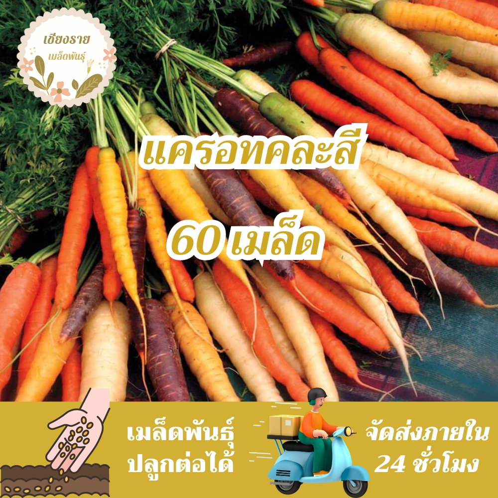 เมล็ดพันธุ์ แครอทคละสี 60เมล็ด Rainbow Mixed Carrot Seed เมล็ดพันธุ์แท้100% นำเข้าจากต่างประเทศ ปลูกผัก สวนครัว ราคาถูก
