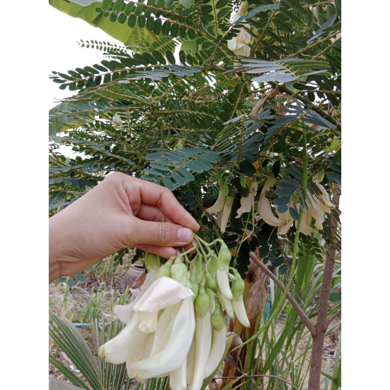 เมล็ดพันธุ์ดอกแคสีขาว (ต้นเตี้ย) 30 เมล็ด ใหม่ปี2569