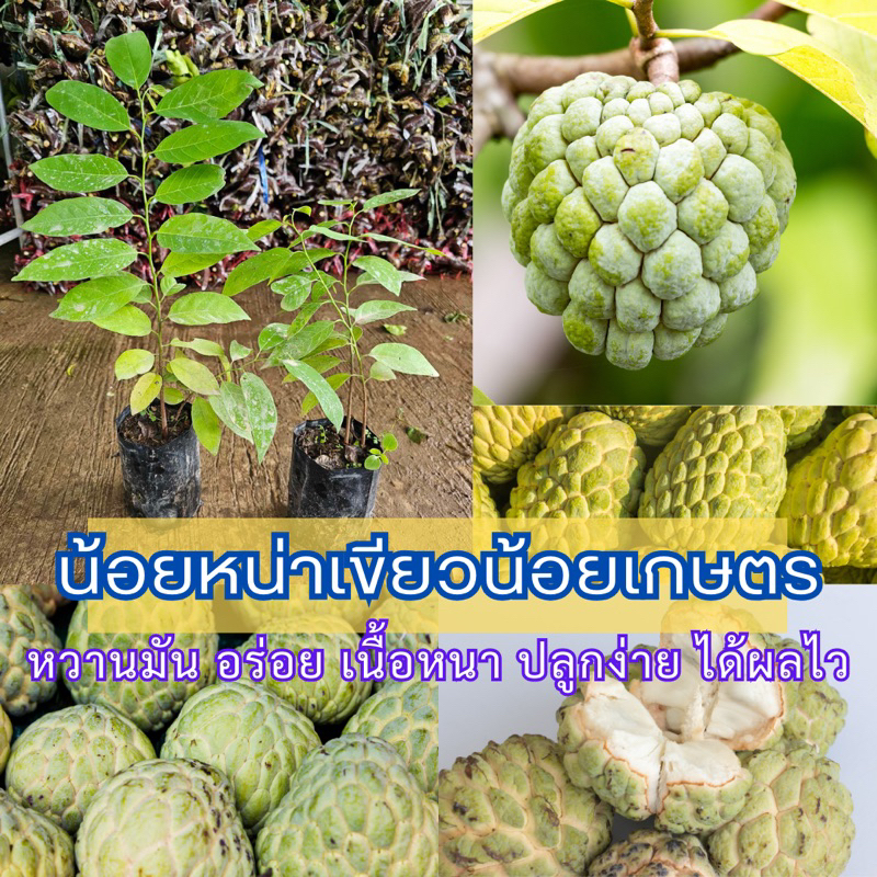 #ต้นน้อยหน่าหนังเขียวเกษตร สูงราว40-50เซน รสชาติหวาน หอม ผลโต เนื้อเยอะ #น้อยหน่าหนังเขียวเกษตร