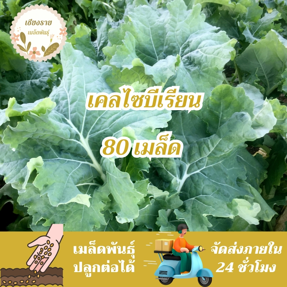 เมล็ดพันธุ์ เคลไซบีเรียน 80 เมล็ด Siberian Kale Seed เมล็ดพันธุ์แท้100% นำเข้าจากต่างประเทศ ปลูกผัก 