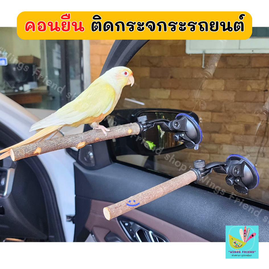 คอนยืนนก คอนติดกระจกรถยนต์ กระจกบ้าน ปรับได้ คอนไม้แอปแปิ้ล