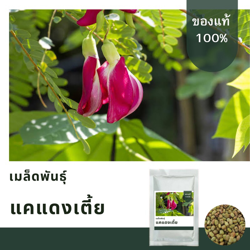 เมล็ดพันธุ์ดอกแคแดงเตี้ยแดง บรรจุ 150 เมล็ด  เมล็ดพันธุ์คัดพิเศษ อัตราการงอกสูง ราคา ถูกที่สุด ดีลบีเคเค