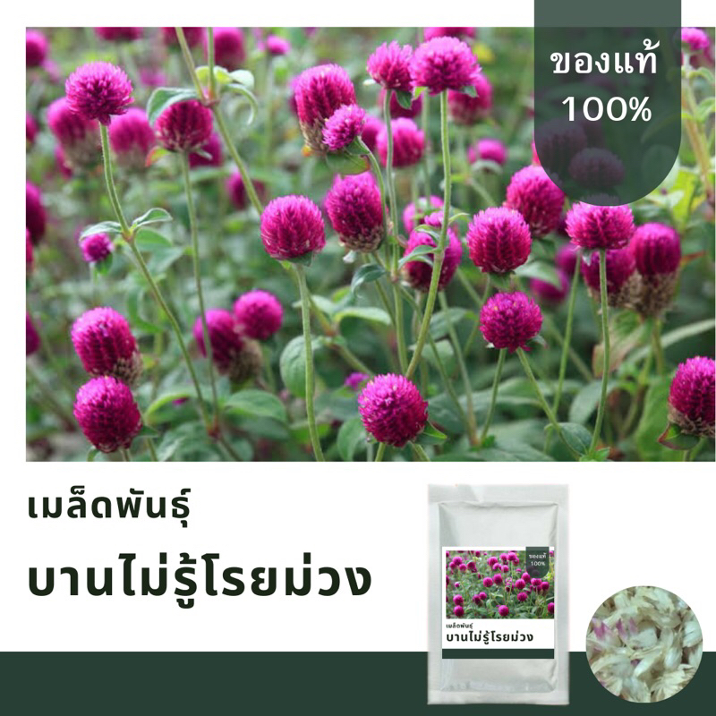 เมล็ดพันธุ์ดอกบานไม่รู้โรยม่วง บรรจุ 1,200 เมล็ด เมล็ดพันธุ์ใหม่คัดพิเศษ อัตราการงอกสูง