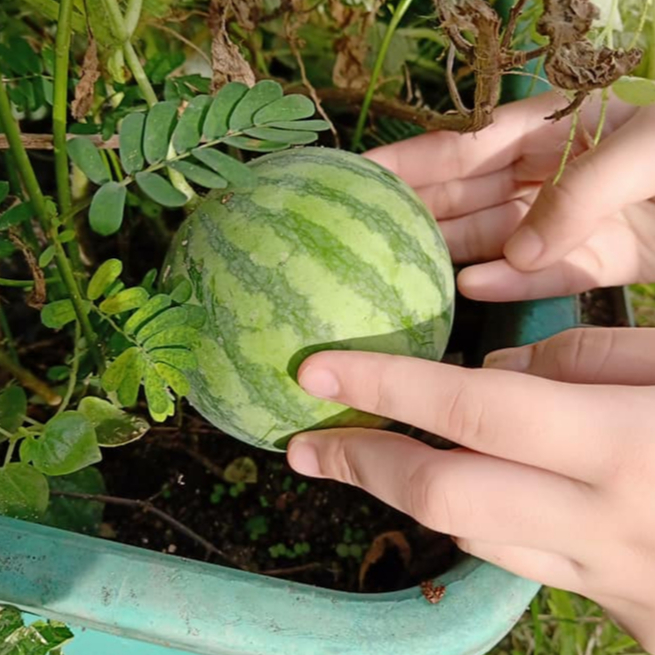 แตงโมแคระ📌10แถม1!!🎯ถูกที่สุด10 บ.🎯เมล็ดพันธุ์แตงโมเเคระ 5-30เมล็ด🍉งอกง่าย🌱โตไว☘️ลูกดก🌱แตงโมคอนโด🍉แตงโมกระถาง🍉แตงโมจิ๋ว