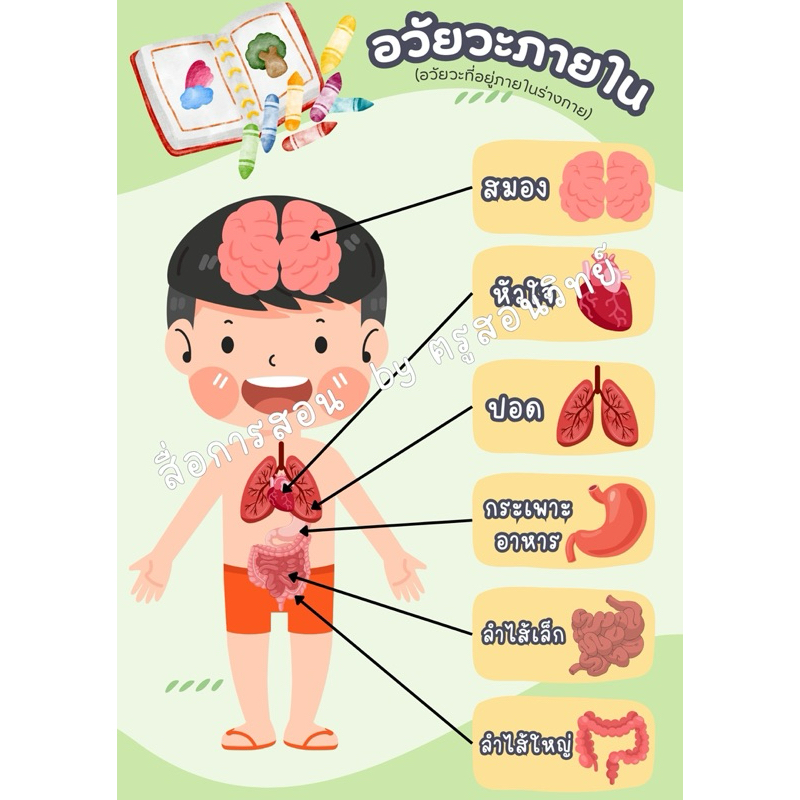 อวัยวะภายใน ตัวแปะติดตีนตุ๊กแก สื่อการสอนวิทยาศาสตร์