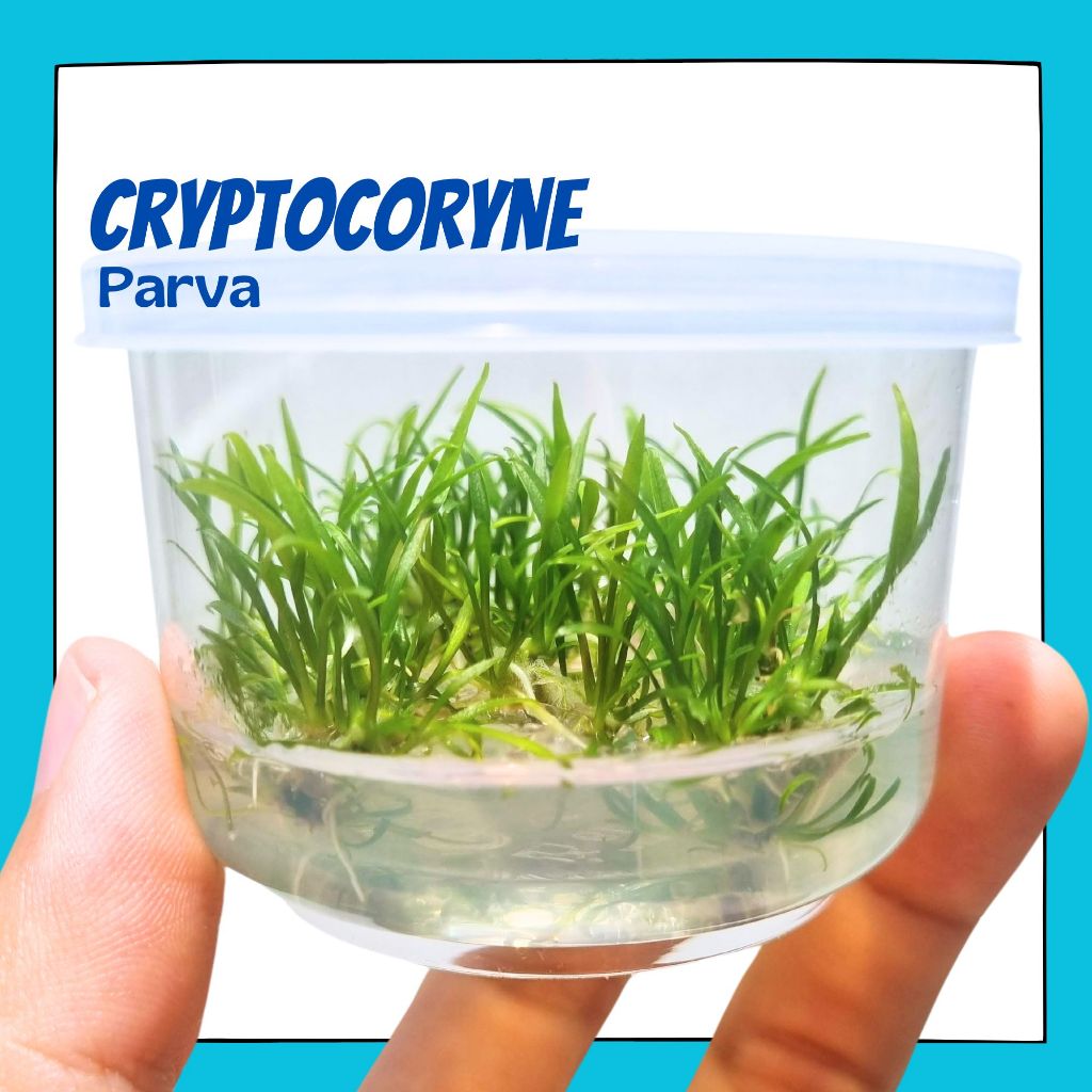 คริปพาว่า ต้นไม้น้ำ เนื้อเยื่อ - CRYPTOCORYNE PARVA (TC)