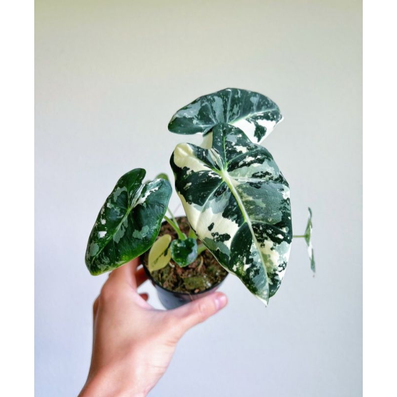 Alocasia Frydek Highly Variegatedต้นลูกเกิดจากไข่เพาะชำลายด่างกระจายสวยไม้เเรร์ไอเทมน่าสะสม