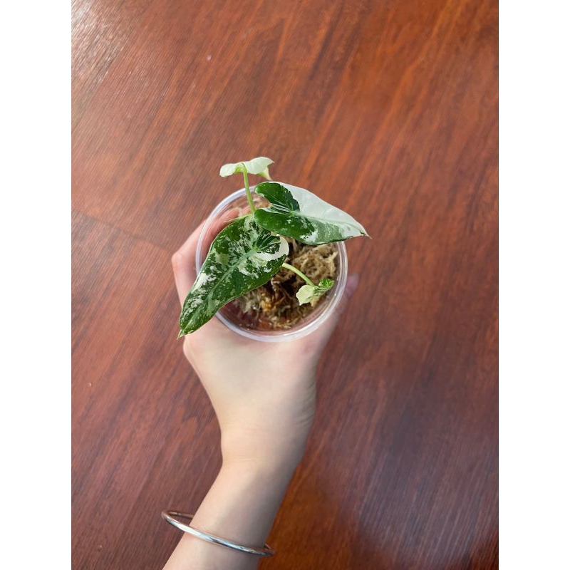 Alocasia Frydek Highly Variegatedต้นลูกเกิดจากไข่เพาะชำลายด่างกระจายสวยไม้เเรร์ไอเทมน่าสะสม - รูปที่ 3