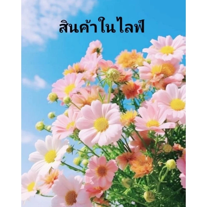 สินค้าเฉพาะในไลฟ์เท่านั้น