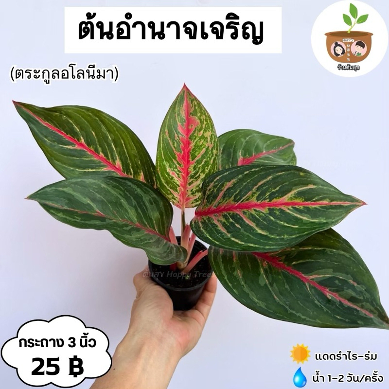 ต้นอำนาจเจริญ จัดส่ง 2 ต้นขึ้นไป คละแบบได้