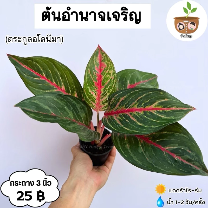 ต้นอำนาจเจริญ จัดส่ง 2 ต้นขึ้นไป คละแบบได้