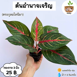 ต้นอำนาจเจริญ จัดส่ง 2 ต้นขึ้นไป คละแบบได้