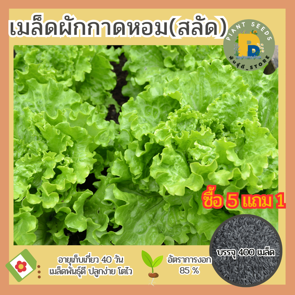 เมล็ดพันธุ์ผักกาดหอม(สลัด) แบ่งขาย 400 เมล็ด เมล็ดพันธุ์ดี ปลูกง่าย โตไว (ซื้อ 5 แถม 1)