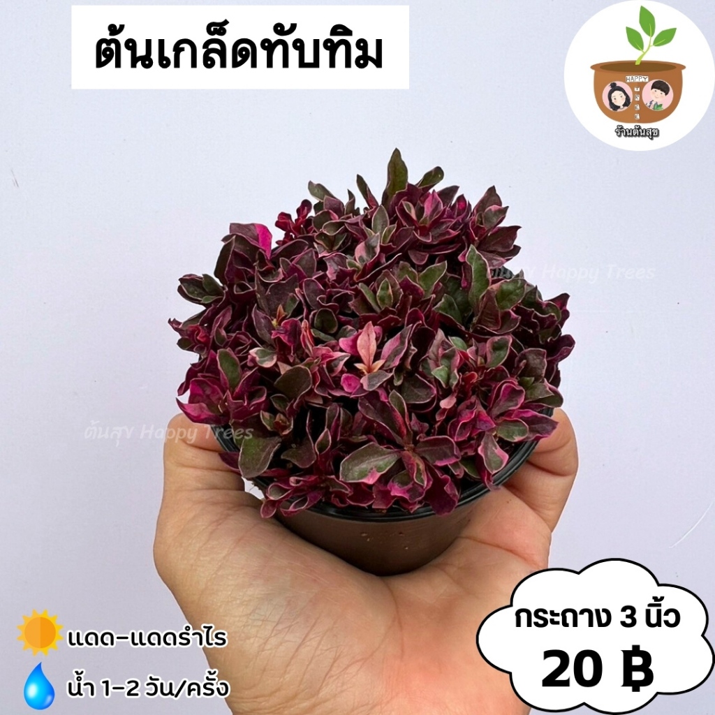 ต้นเกล็ดทับทิม จัดส่ง 2 ต้นขึ้นไป คละแบบได้