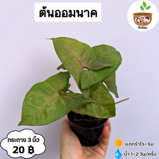 ต้นออมนาค จัดส่ง 2 ขึ้นไป คละแบบได้ ต้นไม้มงคลจิ๋ว