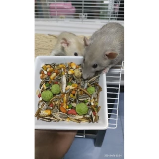 [Exonoya] Yummy Jerry อาหาร สำหรับสัตว์ฟันแทะ โปรตีนสูงงงงง ผลิตจากวัตถุดิบธรรมชาติ 100%