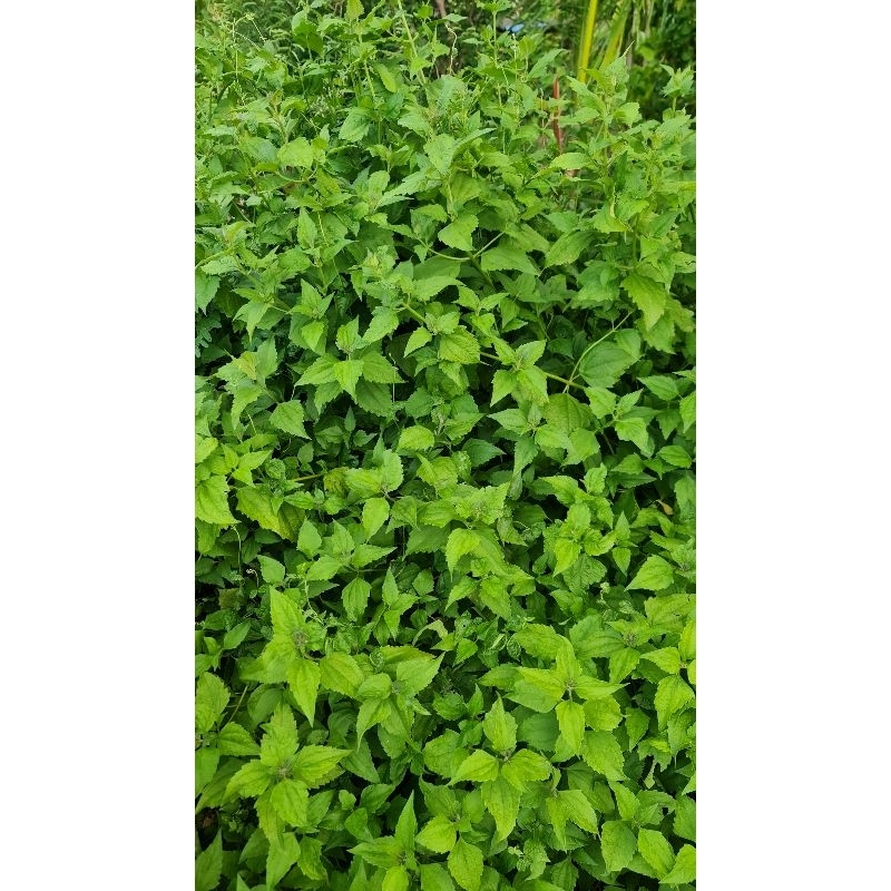 ใบสาบเสือใหม่จากต้นสดจากสวน organic 100% 1 กิโลกรัม