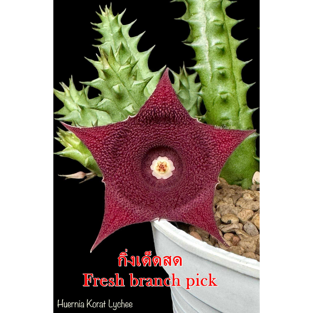 เก๋งจีน Huernia Korat Lychee *กิ่งเด็ดสด* แคคตัส ไม้อวบน้ำ Cactus and Succulent