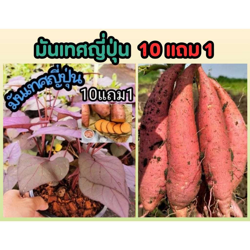 มันเทศญี่ปุ่น มันหวาน นินจิอิโมะ สีส้ม มันแครอท ผักสวนครัว ผลไม้ ปุ๋ยดิน กระถาง หิน ต้นไม้ ดอกไม้ ไม้แดด ผักสลัด พืชสวน