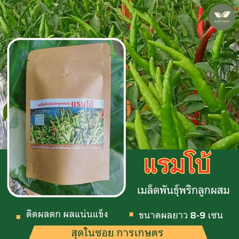 พริกแรมโบ้ 🌶️ แบบซองทดลองปลูก พริกผลดกแม่เล็กพันธุ์พริกลูกผสม
