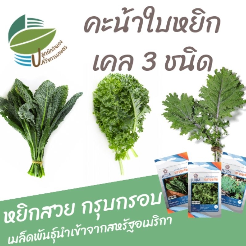 เมล็ดพันธุ์ ผักเคล ชุด 3 ชนิด (Kale) สั่ง1ได้3