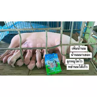 Dvit ดีวิท ผลิตภัณฑ์เสริมน้ำนม บำรุงแม่พันธุ์ สุกร แพะ โค กระบือ