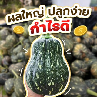 บัตเตอร์นัท ฟักทอง ถุงทอง ฟักทองน้ำเต้า