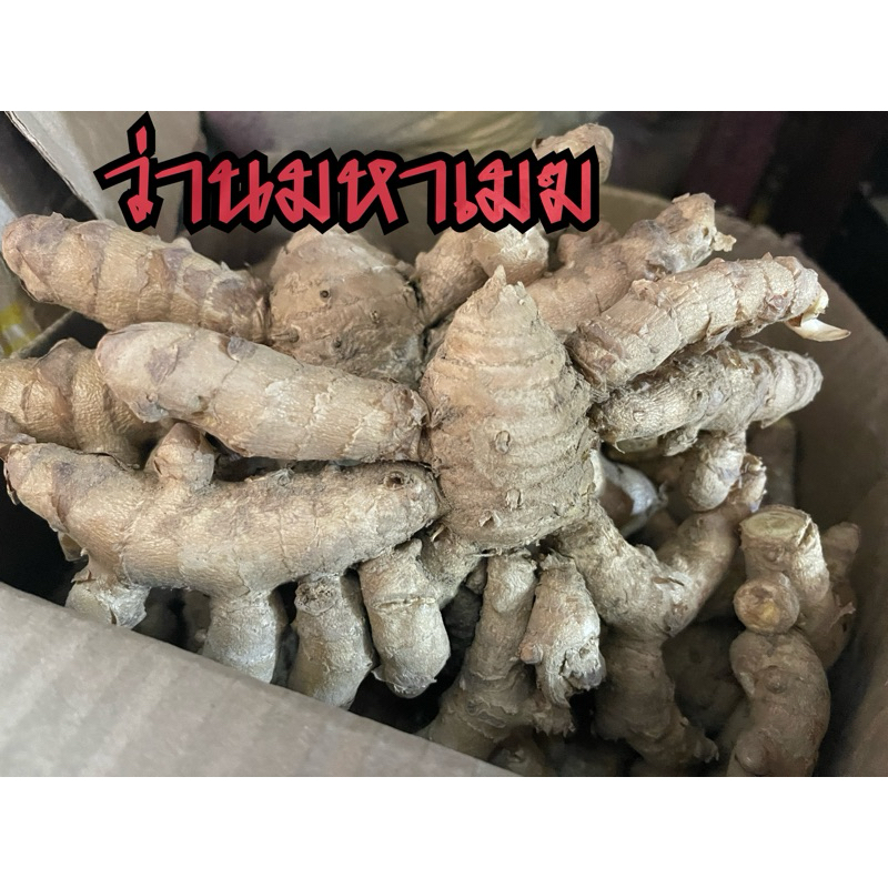 ว่านมหาเมฆ คละไซส์ มหาเมฆสด