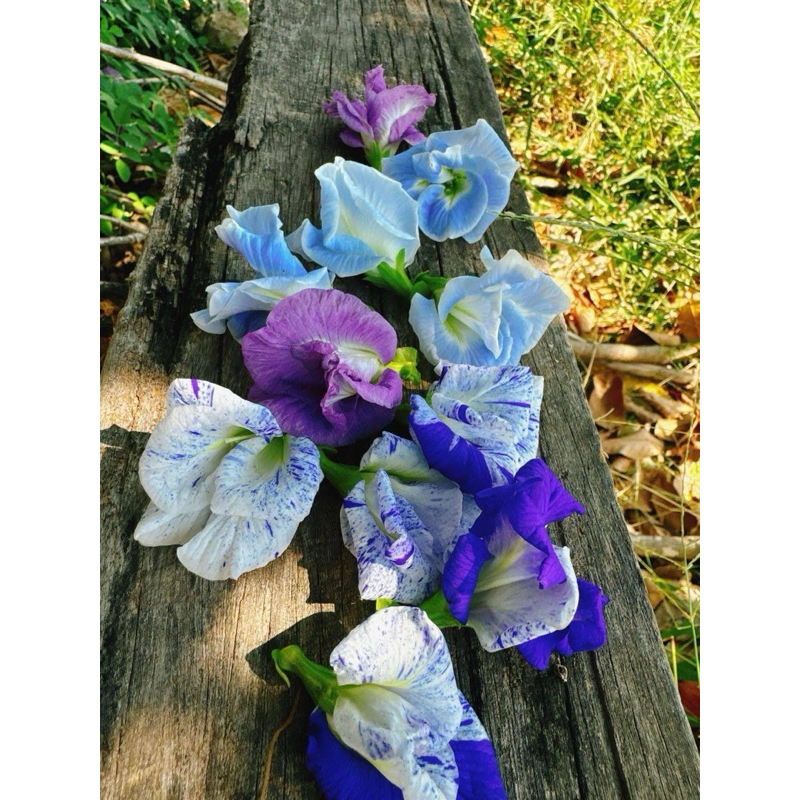 ต้นกล้าอัญชัน ต้นอัญชัน อันชัน อัญชันลาย อัญชัญสีพาสเทล ดอกไม้กินได้