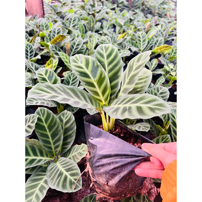 คล้าพญาเสือโคร่ง 🐆Calathea zebrina 🐅 ส่งแบบถุง