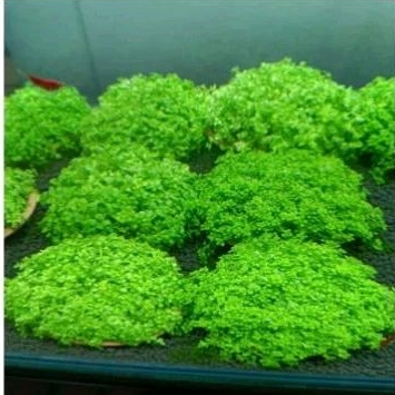 พร้อมส่ง(ไม้น้ำ เฟอร์การ์ด/หวีดจิ๋ว)สดใหม่ กล่องละ 169 บาท
