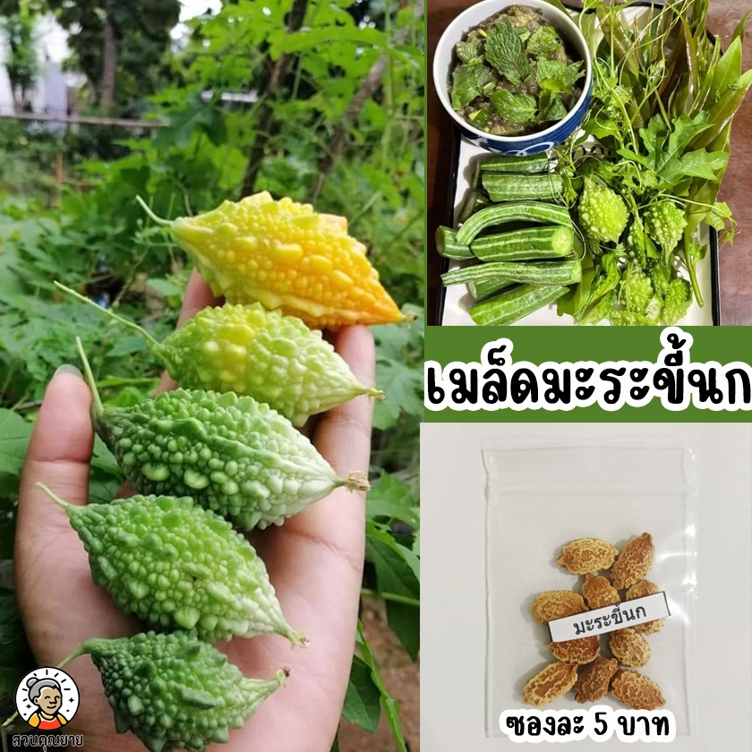 เมล็ดพันธุ์มะระขี้นก ผลกลมรี สีเขียว หนามตื้น มีประโยชน์หลากหลาย ปลูกง่าย โตไว