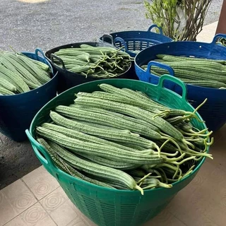 เมล็ดบวบเหลี่ยม ผลใหญ่ ยาวสีเขียวเข้ม เนื้อขาวนุ่ม หวานอร่อย ต้นเจริญเติบโตเร็ว มือจับยาว