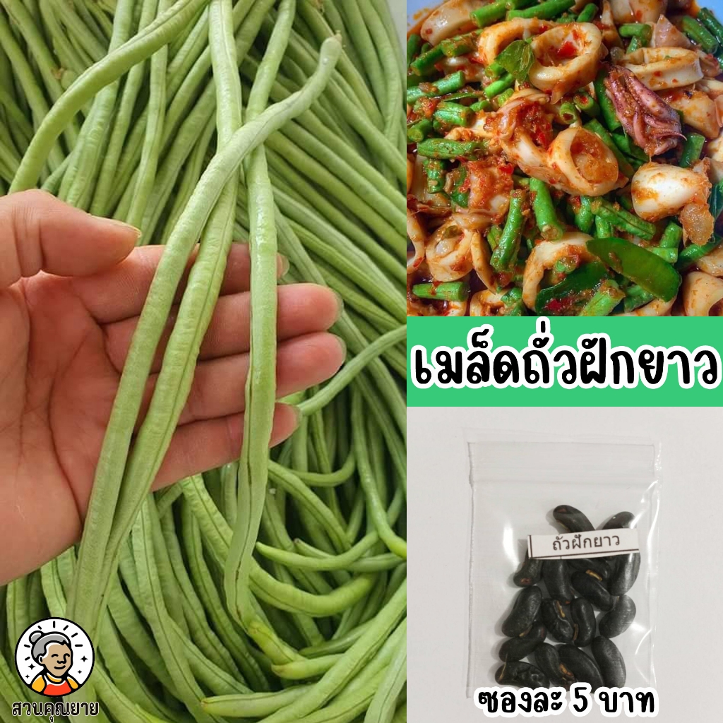 เมล็ดถั่วฝักยาว ฝักคู่ ติดฝักดก สีเขียวสด น้ำหนักดี ฝ่อช้า ปลูกง่ายโตไว