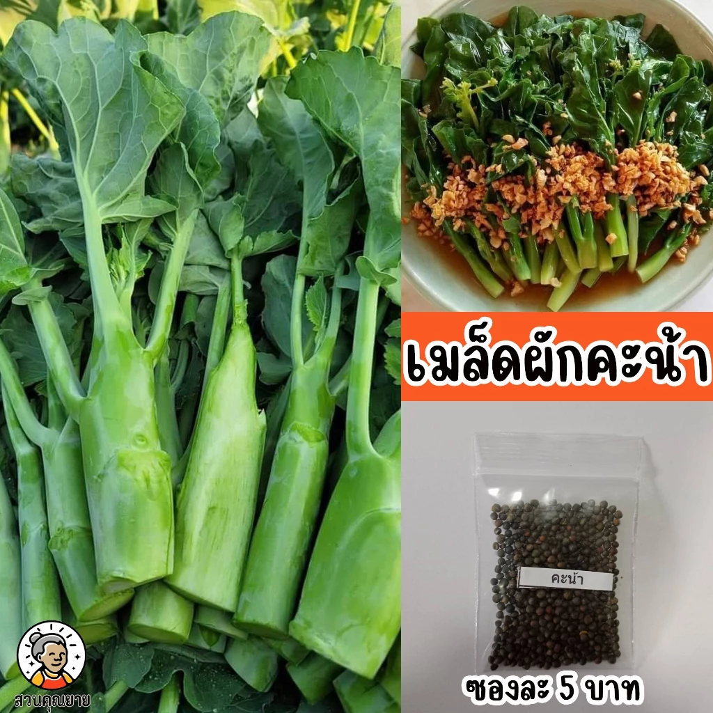 เมล็ดพันธุ์คะน้ามองโกเลีย ก้านใบตั้ง ต้นใหญ่ ใบหนา น้ำหนักดี สีเขียวสด นิยมนำมาประกอบอาหาร