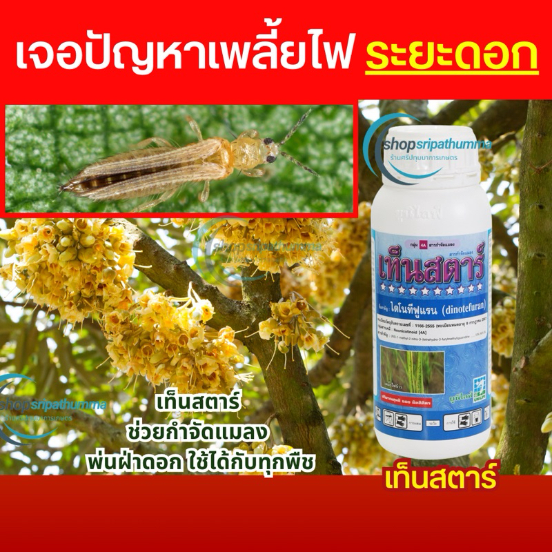 เท็นสตาร์กำจัดเพลี้ยทุเรียนได้หลากหลาย เพลี้ยร้ายสิ้นลาย ไร้ปัญหาดื้อยา พาพืชผลปลอดภัย