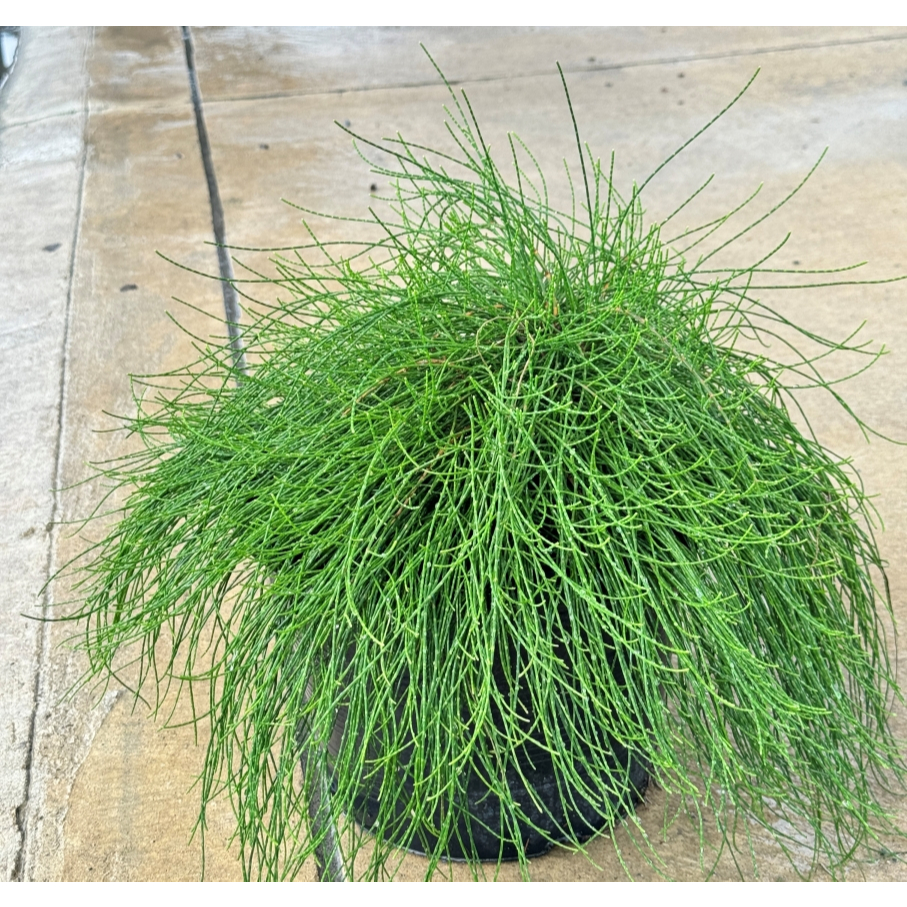 มุมมอง 4