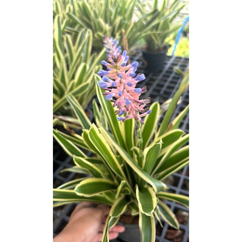 สับปะรดสี ก้านไม้ขีด Aechmea gamosepala Wittm. cv. Matchsticks กระถาง6นิ้ว 2-3ต้นพุ่มสวยมีดอกตลอดปี