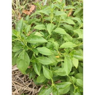 ใบอังกาบหนูดอกสีเหลือง100ใบเก็บสดทุกวัน