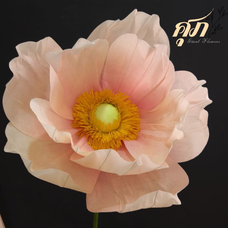 ดอกไม้ยักษ์ ขนาด 60-70ซม กลีบ 2ชั้น สีสวยหวาน