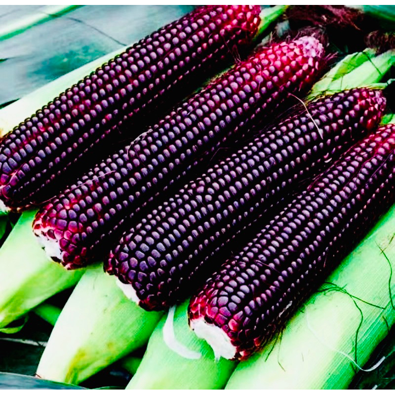 SWEET CORN พันธุ์ซุปเปอร์WAXY BLACK สวิตช์Dark Purple AMERICAN Sweet Corn