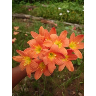บัวดินสีส้ม ออเรนจ์ เอ็นเค Z. Orange NK