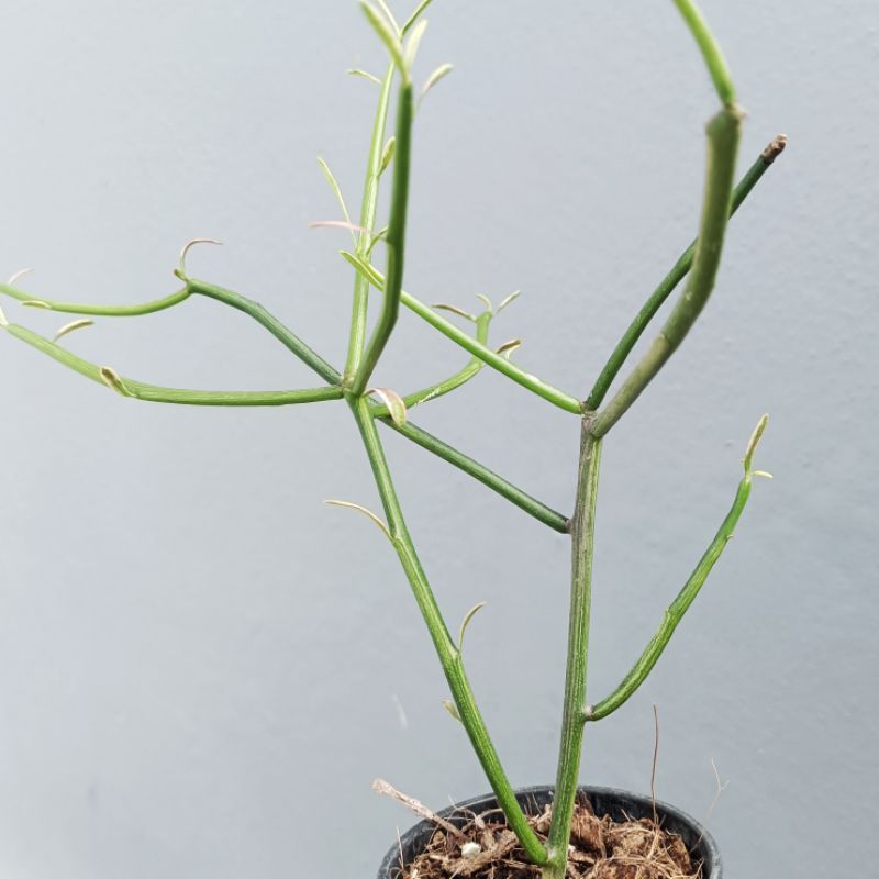 พญาไร้ใบด่างขาว ออกแดดเปลี่ยนเป็นสีชมพู (อ่านก่อนสั่งซื้อค่ะ)