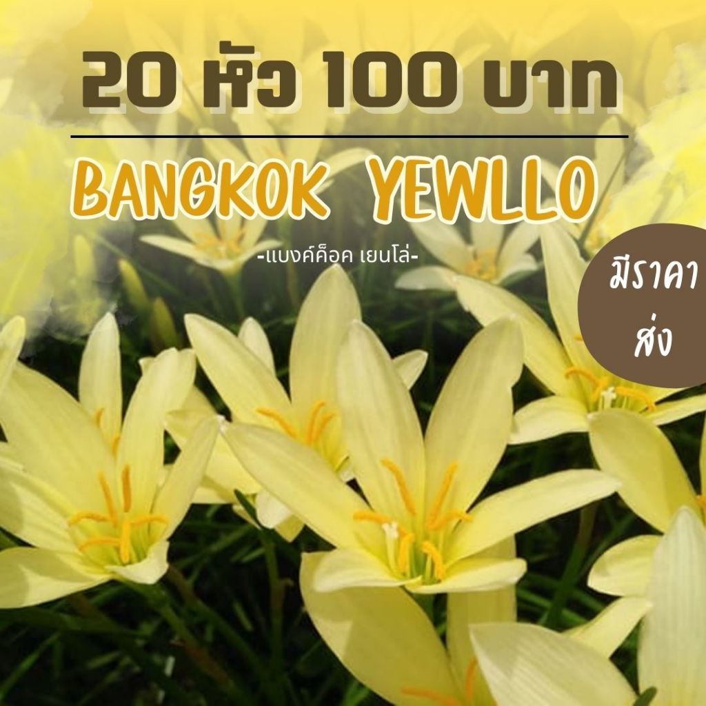 บัวดิน แบงค็อคเยนโล่ - Bangkok yellow(สีเหลือง) 20หัว