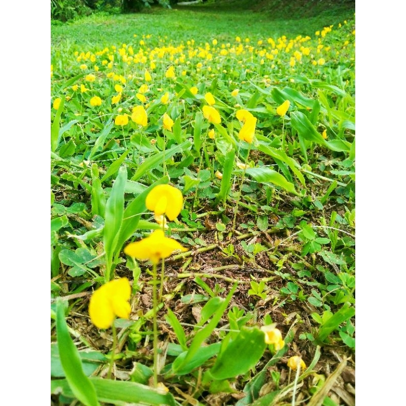 เมล็ดพันธุ์ถั่วบราซิล 1300 เมล็ด เมล็ดพันธุ์ใหม่ที่เก็บปีต่อปี ปลูกง่าย
