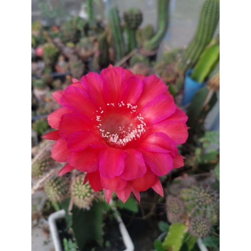 ไม้นำเข้า  #กระบองเพชร #cactus #echinopsis  หน่อเด็ดสด Trichocereus EV3  ดอกใหญ่ขนาด 12 ซม. - 15 ซม.  สวยมาครับ
