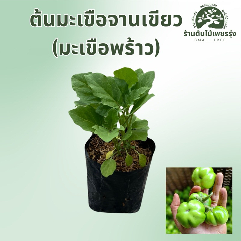 ต้นมะเขือจานเขียว (มะเขือพร้าว) ต้นกล้าแข็งแรงพร้อมปลูก ให้ผลผลิตเร็ว การขนส่งเสียหายทางร้านเปลี่ยนสิ้นค้าให้ใหม่