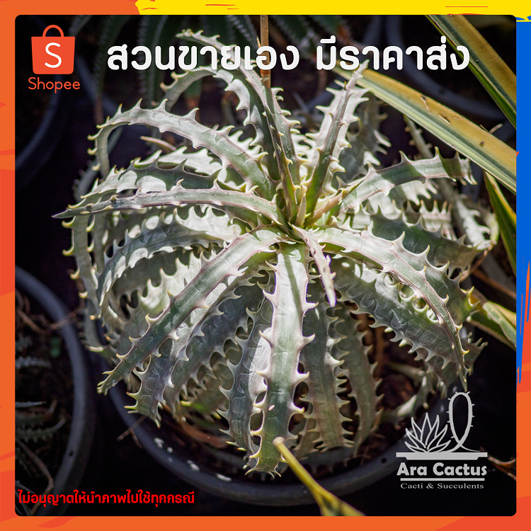สวนขายเอง!! สัปปะรดหนาม ดิกเกีย ต้นใหญ่ ไซส์แม่พันธุ์กระถาง 10 นิ้ว แคคตัส กระบองเพชร ต้นไม้ประดับ อ