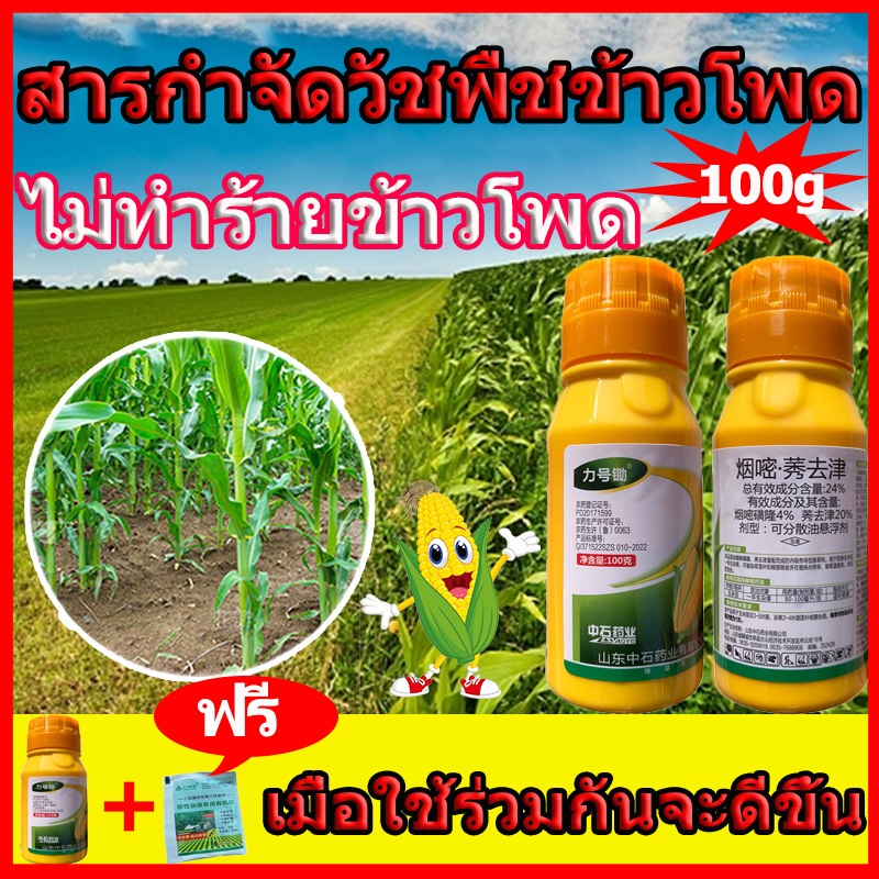 สารกำจัดวัชพืชข้าวโพด กำจัดหญ้าในไร่ข้าวโพด​​ สารกำจัดวัชพืช 10ปีโดยไม่มีวัชพืช ไม่ทำร้ายข้าวโพด100 กรัม