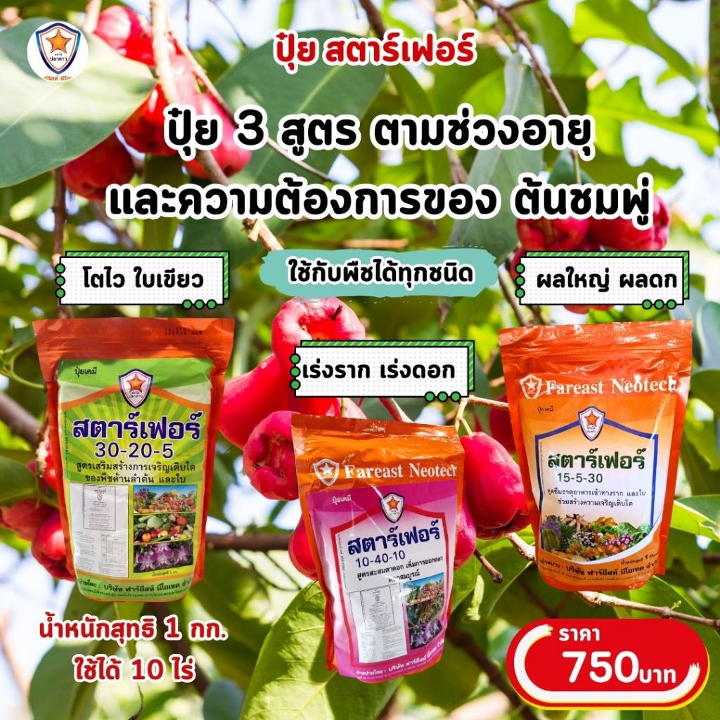 ปุ๋ย 3 สูตร ตามช่วงอายุ และความต้องการของ ต้นชมพู่ เร่งโต ใบเขียว เร่งราก เร่งดอก ผลใหญ่ ดกเต็มต้น โดย สตาร์เฟอร์